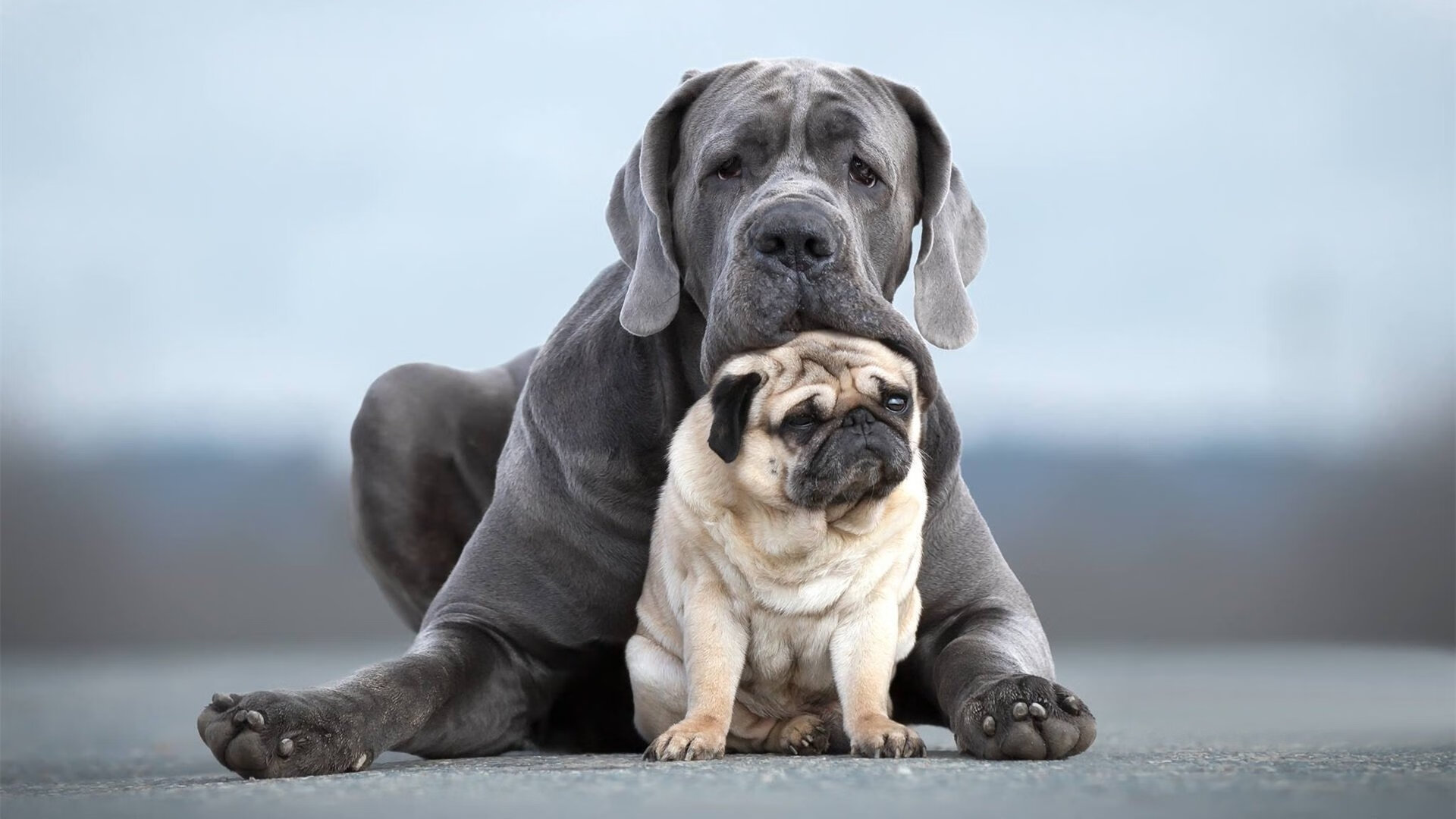 聚光灯下的统治者,恩比德越大越强,尼克斯用风格天克全面压制热火