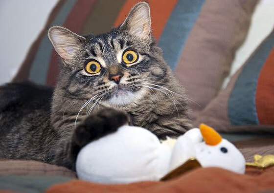 巨人杀手诞生，冷雨夜恩佐一剑封喉，丹麦童话粉碎皇马神话