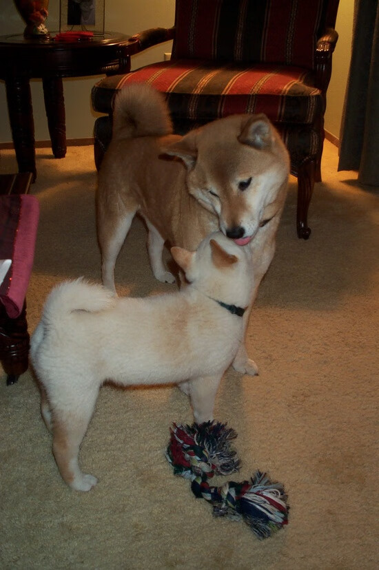 哈登个人英雄主义闪耀,骑士团队协作提前终结悬念