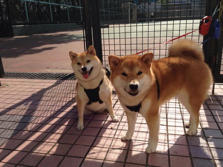 戈贝尔,奥运周期关键战之夜的个人能力宣言