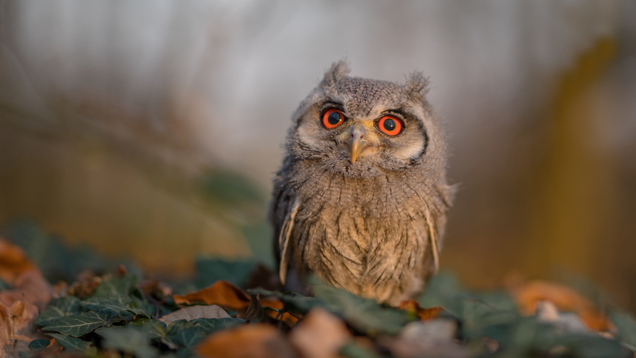北京钢铁洪流碾过上海滩,季后赛血脉压制背后的王朝密码