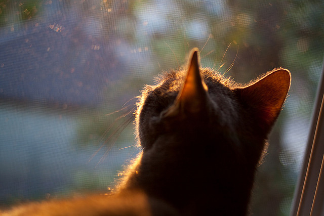 奥利维耶的狂舞，当克罗地亚的钢铁洪流压制爱尔兰的绿茵雄心