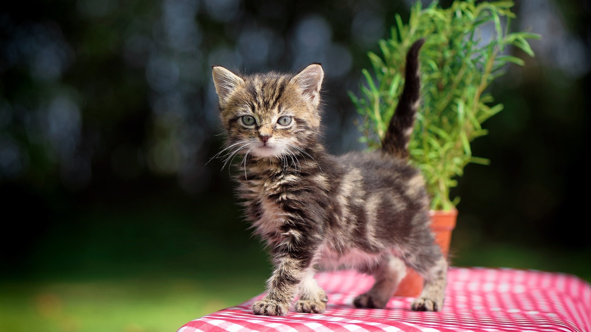 星火燎原与铁壁回响，当维尼修斯点燃夜空，尤文末节带走喀麦隆