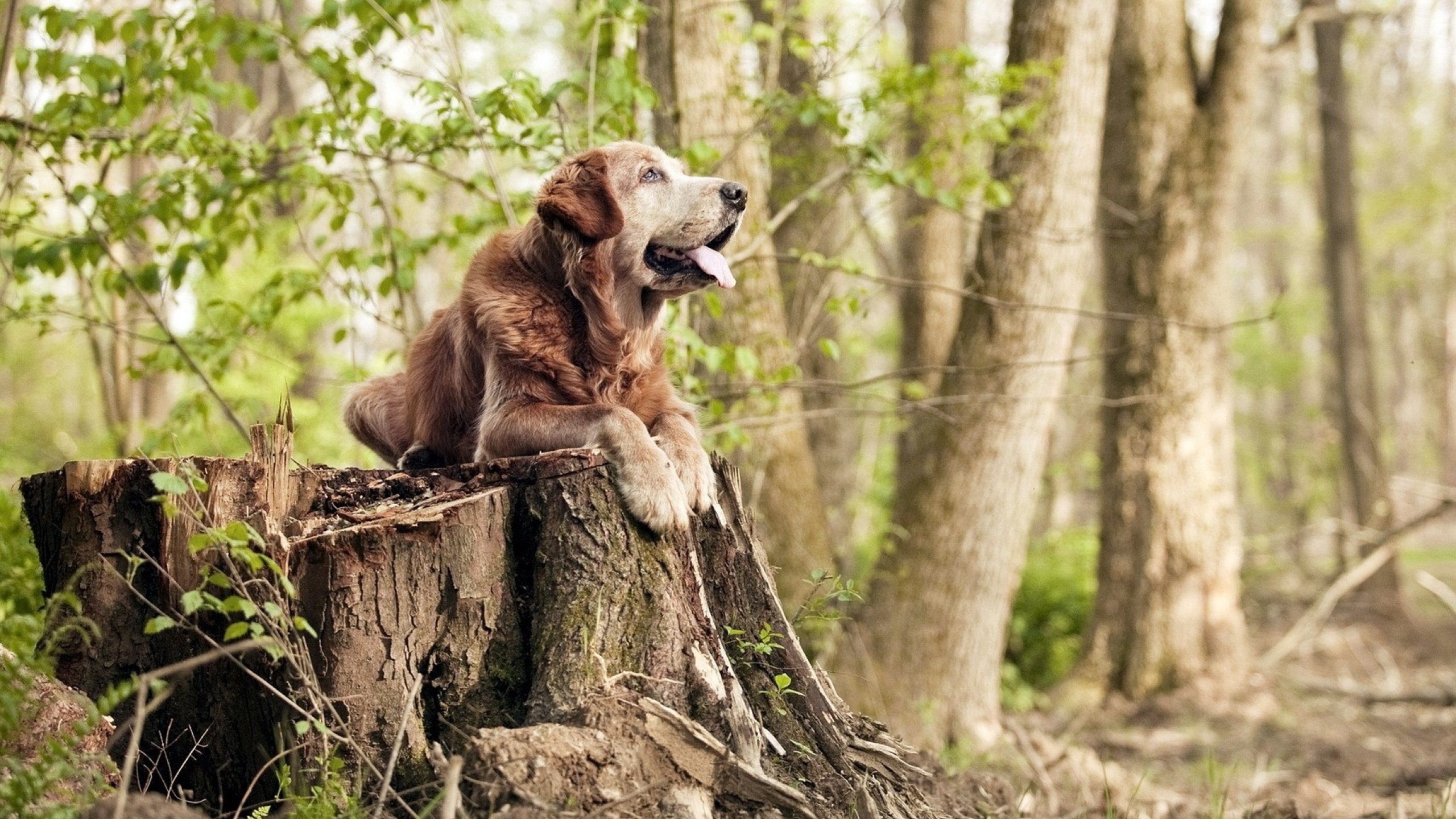 东契奇教科书式演绎，开拓者压制老鹰迎连胜