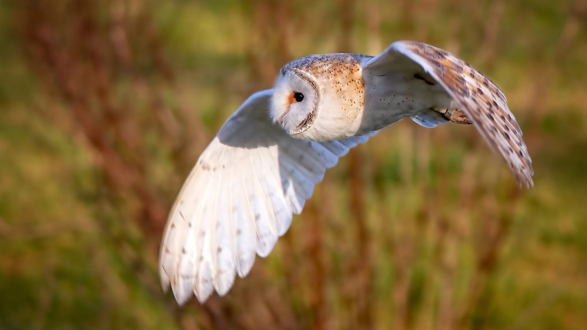 F1新赛季揭幕战,赛道激情与地缘政治封锁的交响