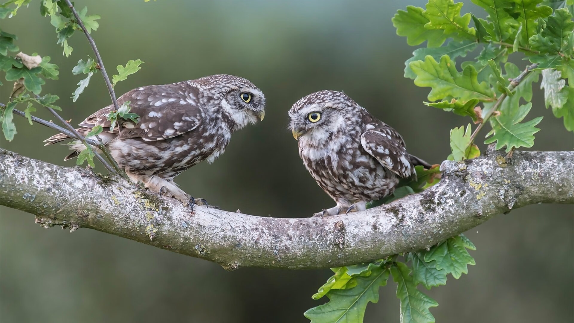 跨越时空的凯旋,当诺坎普的复仇火焰照亮金州的水银泻地