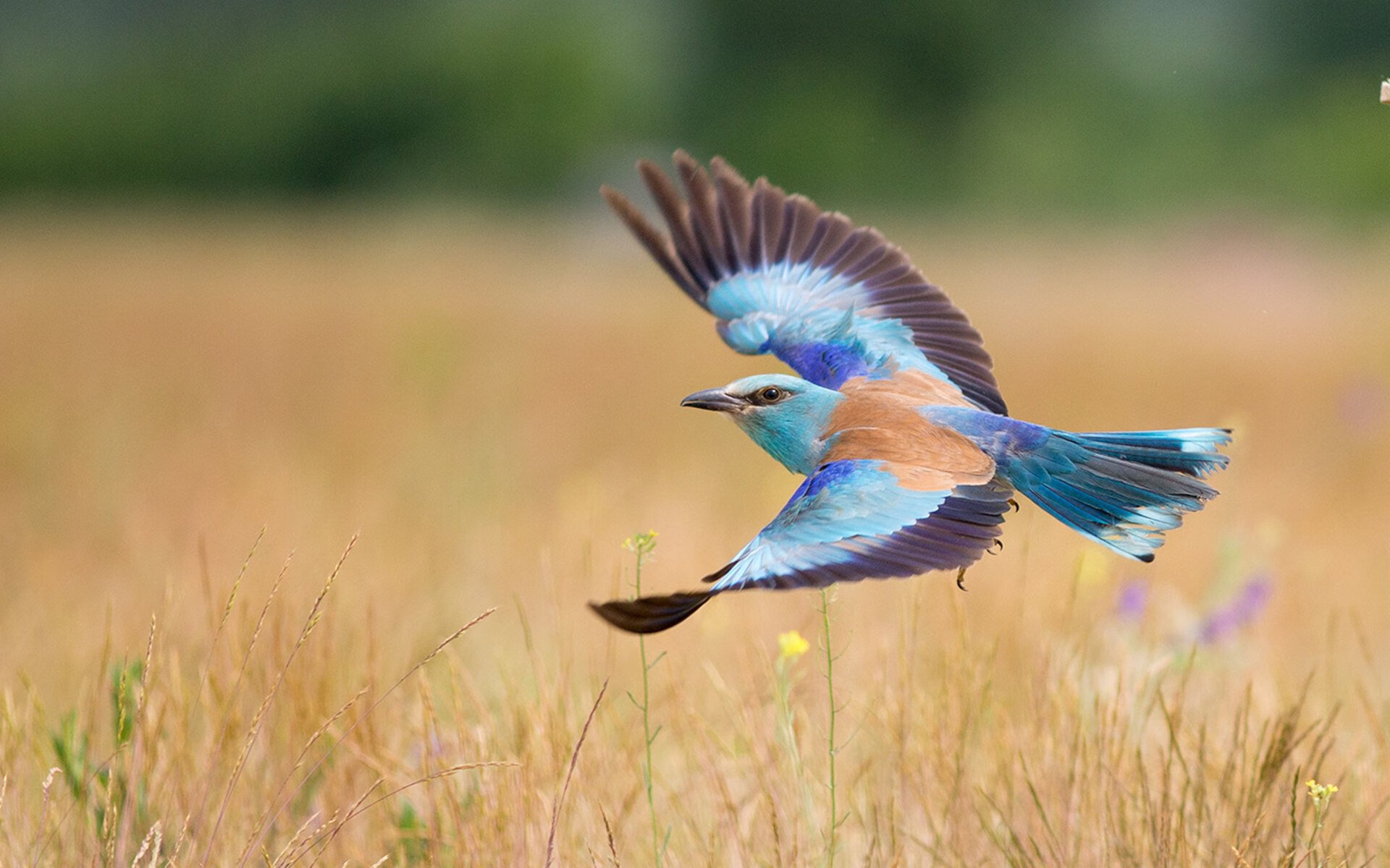 节奏与接管，葡萄牙在南非的掌控与梅西在英超的魔法