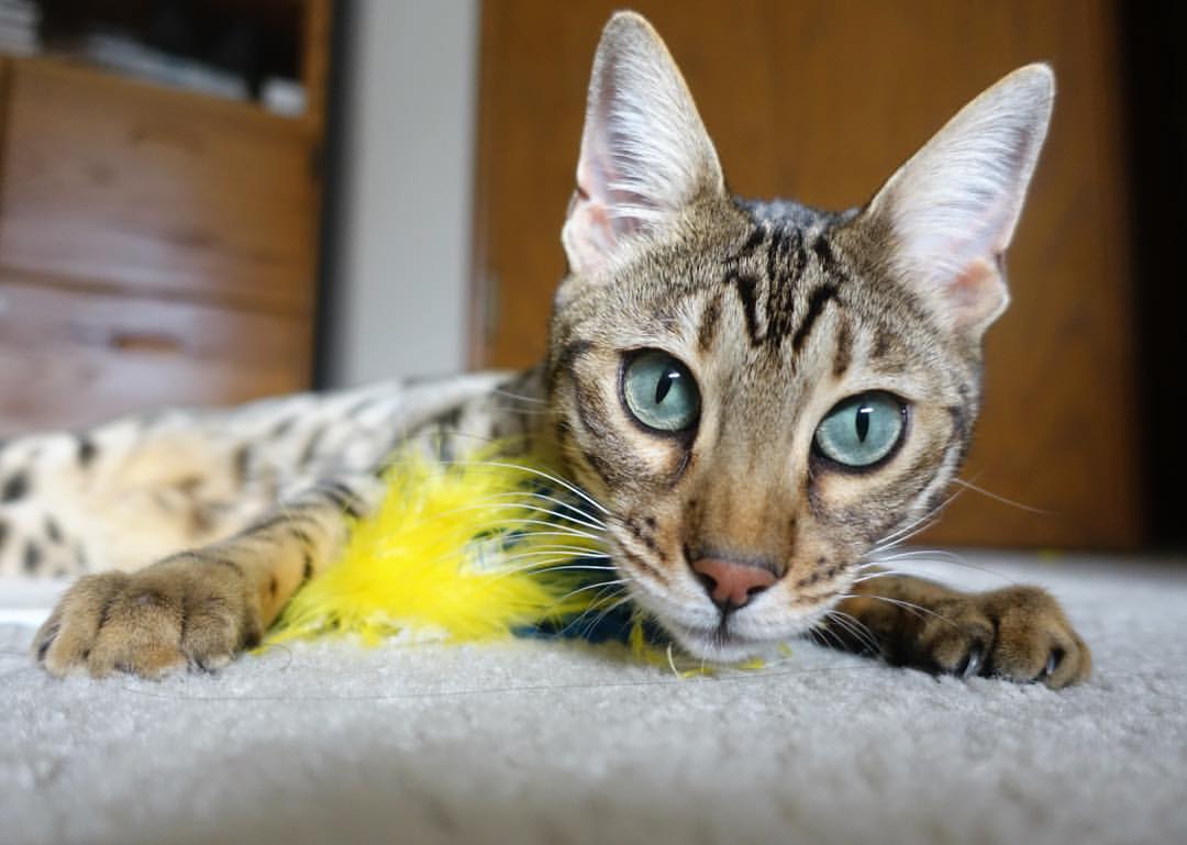 节奏与接管，葡萄牙在南非的掌控与梅西在英超的魔法